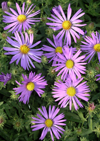 Aster oblongifolius 'Fanny'